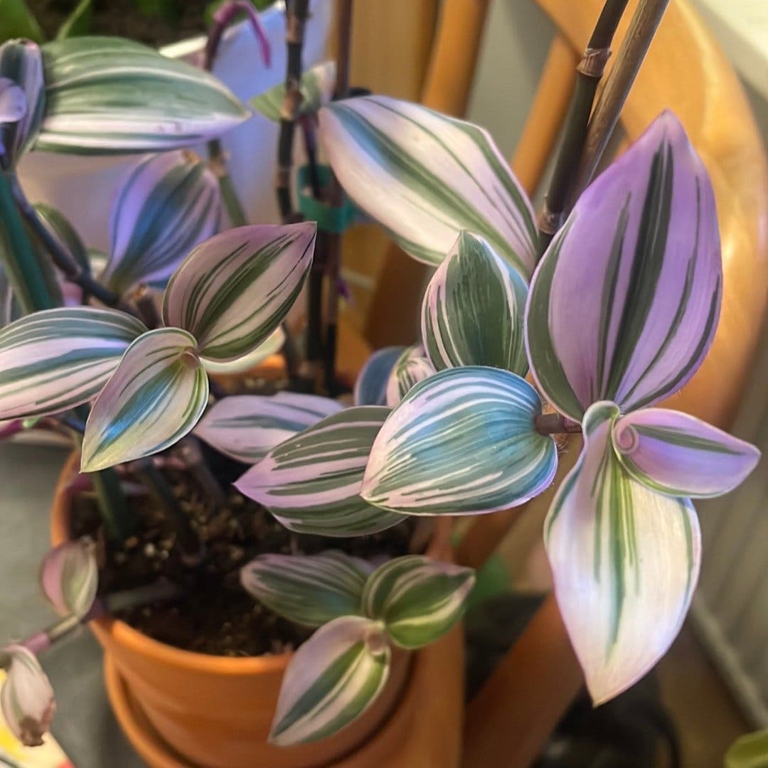 Tradescantia Nanouk