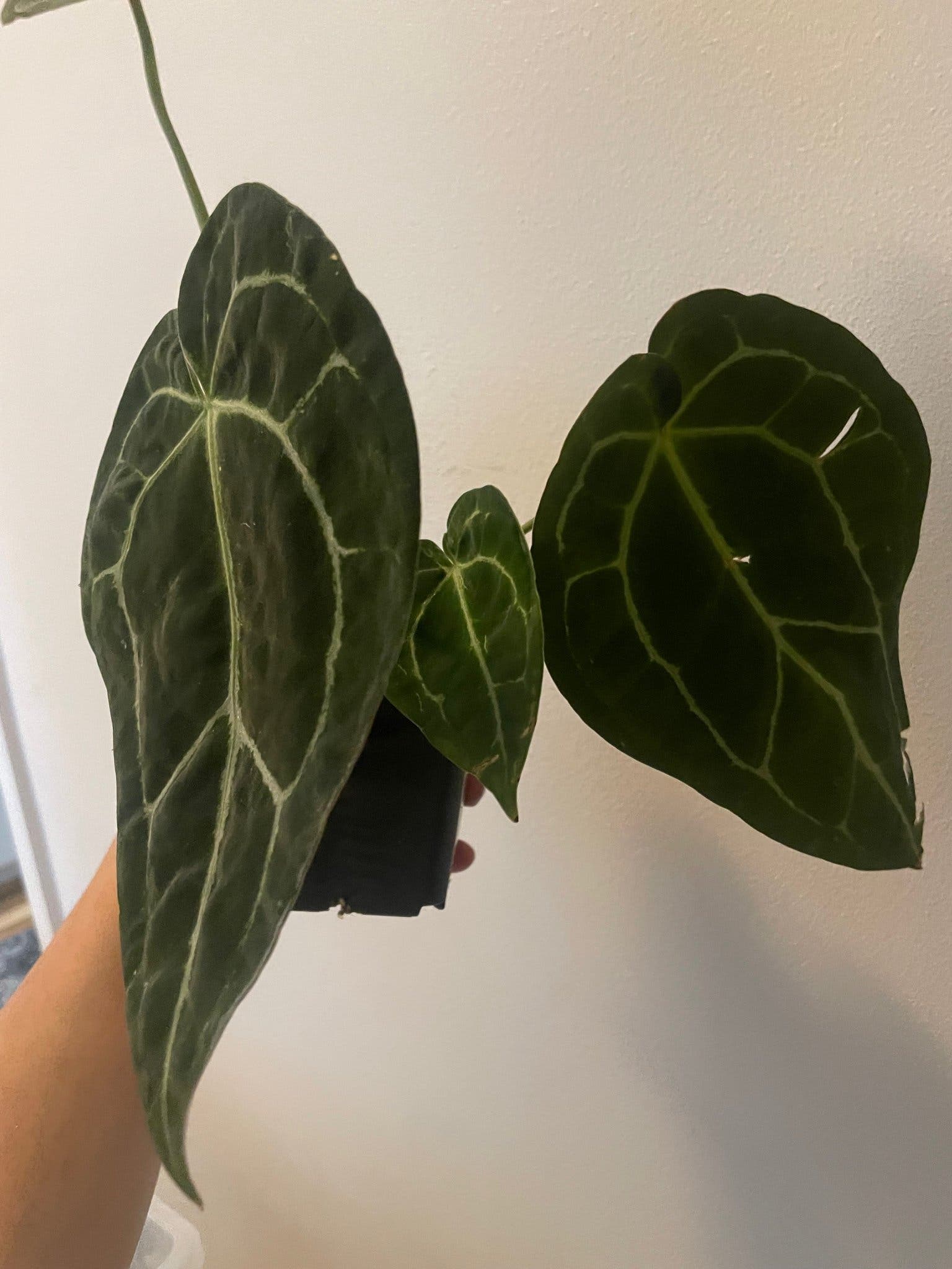 Anthurium Clarinervium