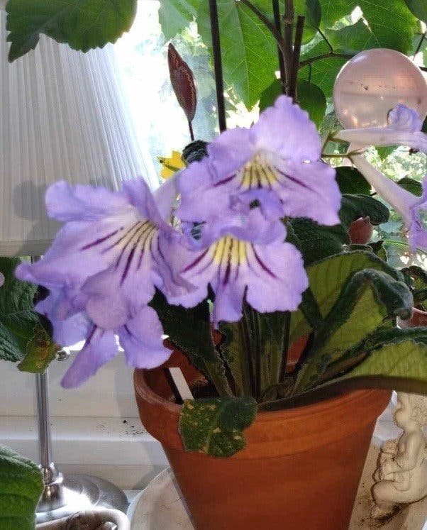 Streptocarpus ”Gammal Blågul!” En bladförökad planta!