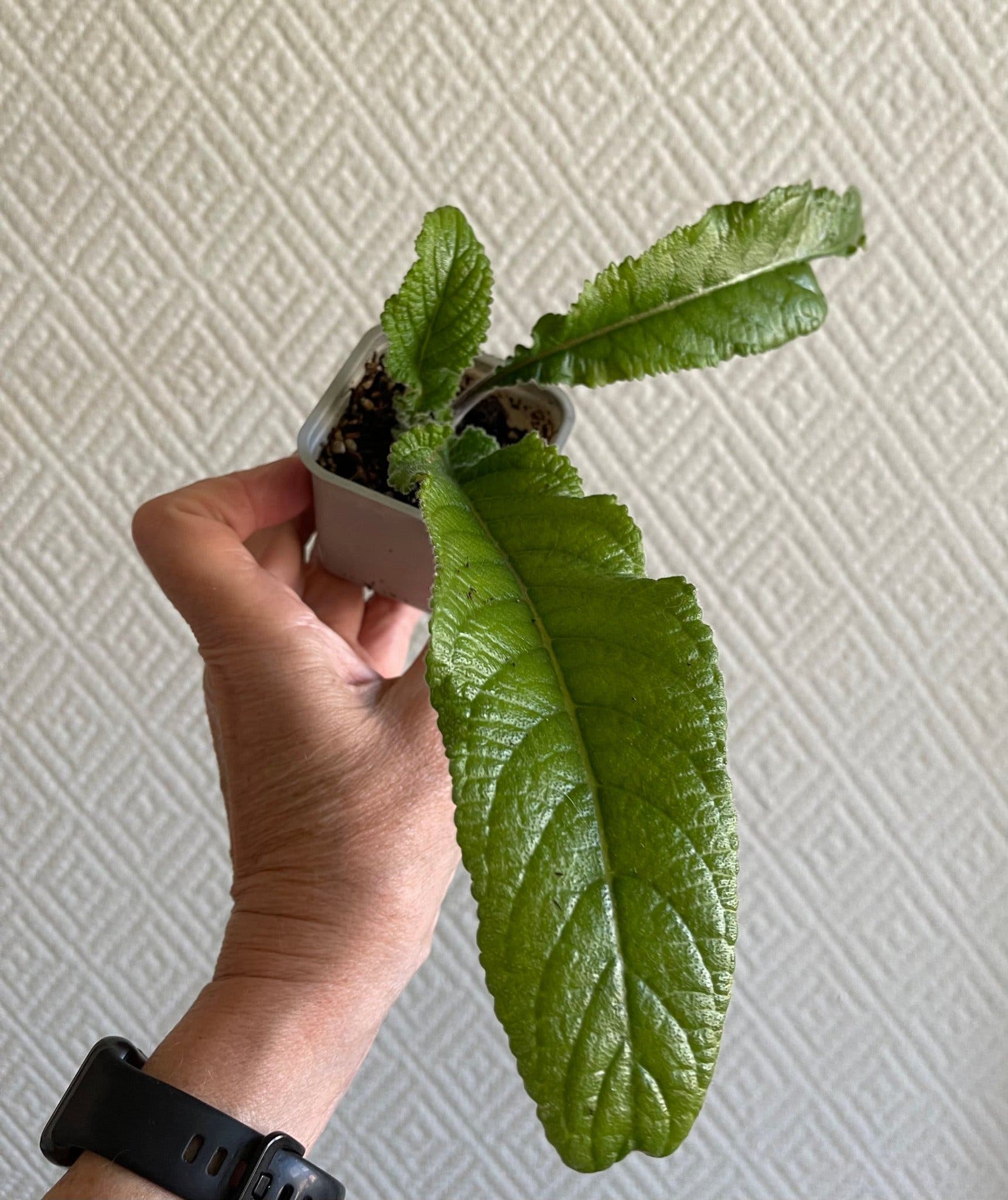 Streptocarpus ”Gammal Blågul!” En bladförökad planta!
