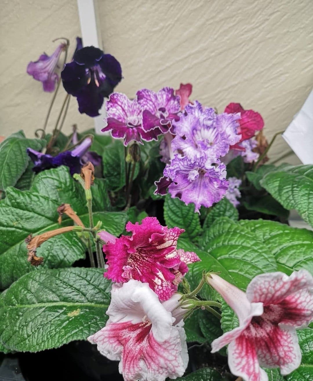 Streptocarpus, en frösådd planta ur en mix!