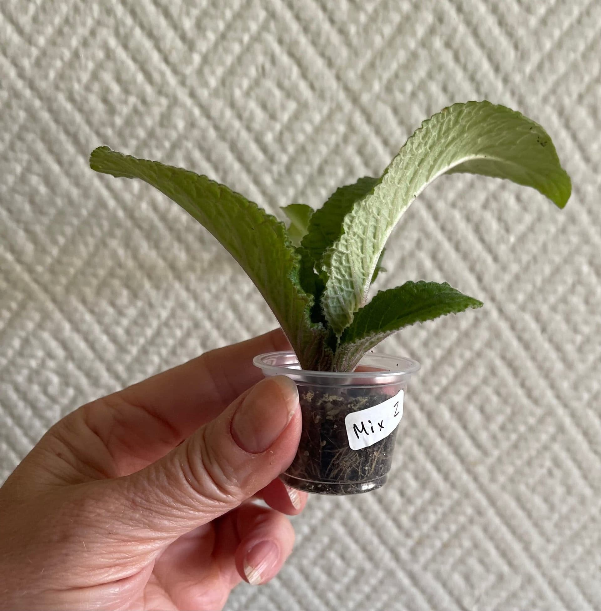 Streptocarpus, en frösådd planta ur en mix!