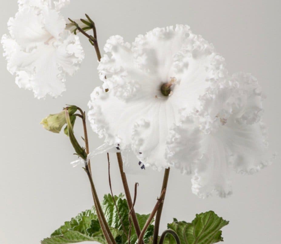 Streptocarpus ”Girlish Love”, frösådd planta!