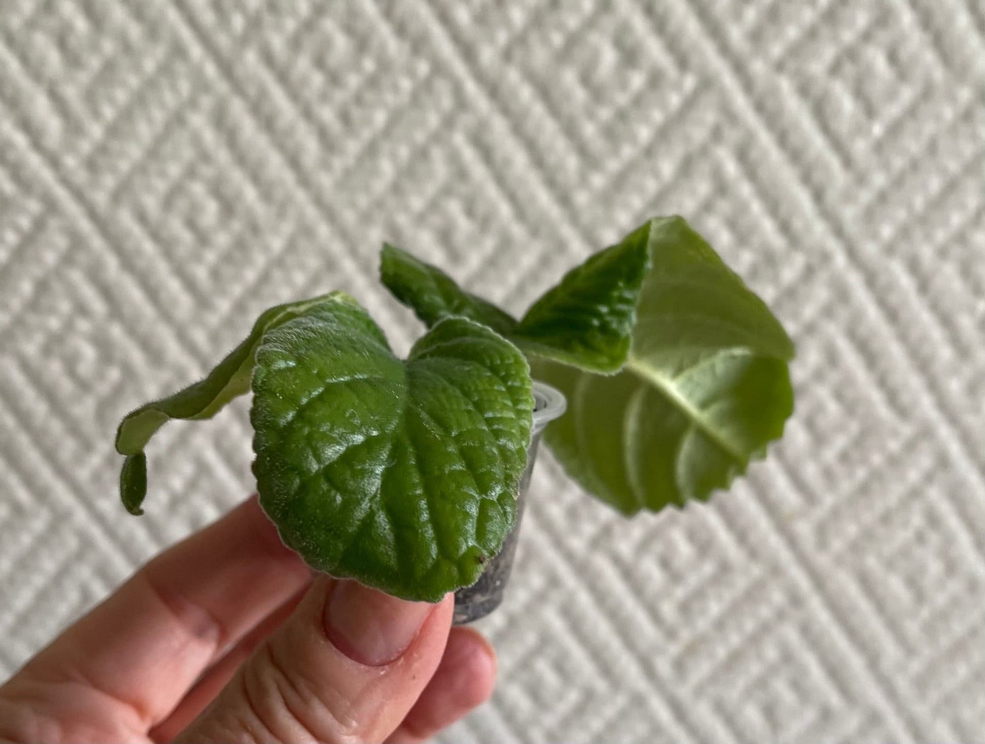 Streptocarpus ”Girlish Love”, frösådd planta!