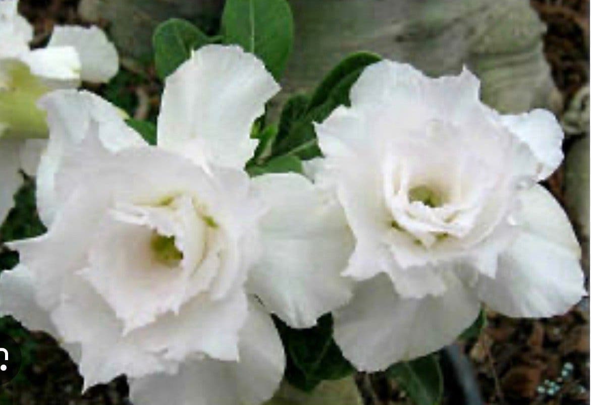 Ökenros Adenium obesum, ”Hong Pha”, en frösådd i fjol.