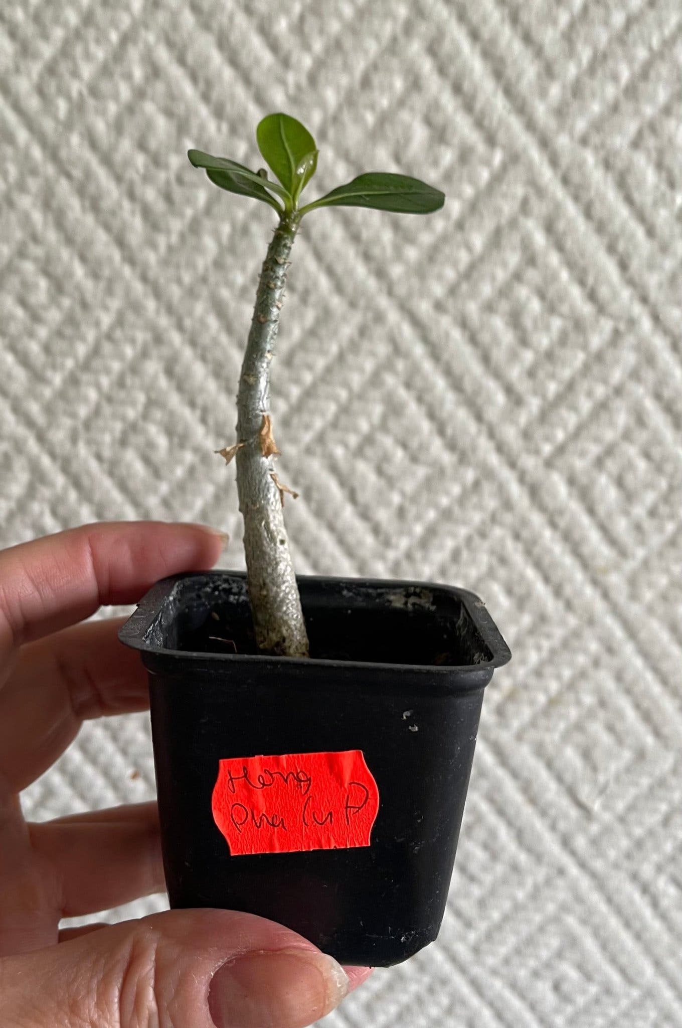 Ökenros Adenium obesum, ”Hong Pha”, en frösådd i fjol.