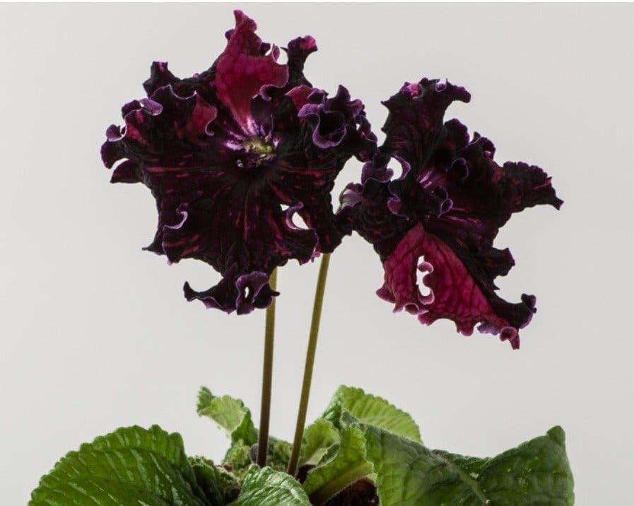 Streptocarpus ”DS Challenge”, en frösådd planta!