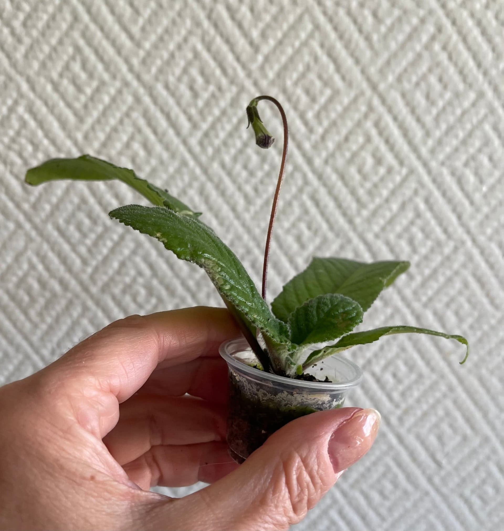 Streptocarpus ”DS Challenge”, en frösådd planta!