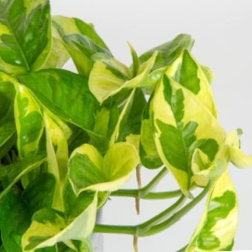 Epipremnum Aureum 'Lemon Merinque'
