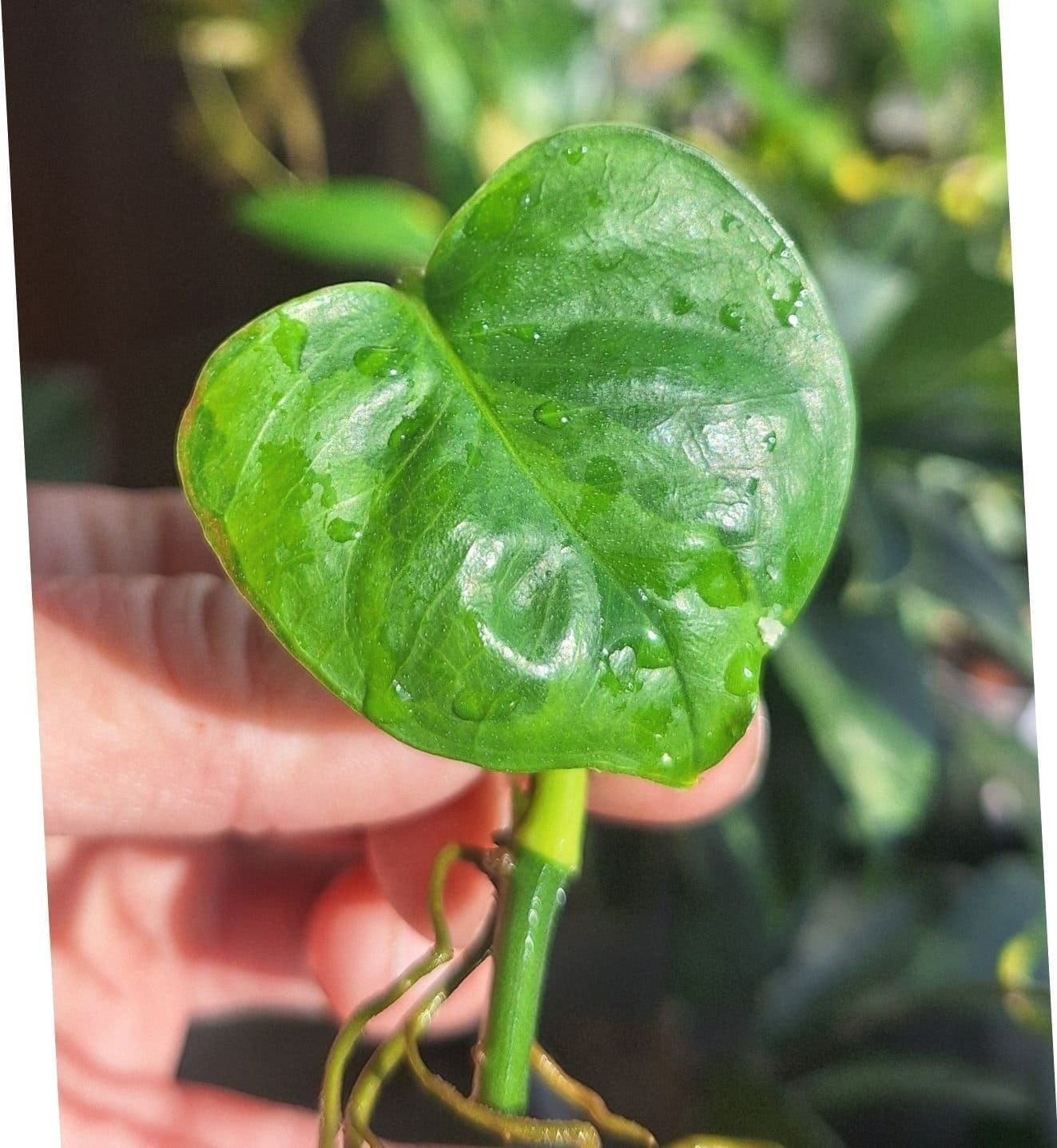 Epipremnum Aureum 'Lemon Merinque'