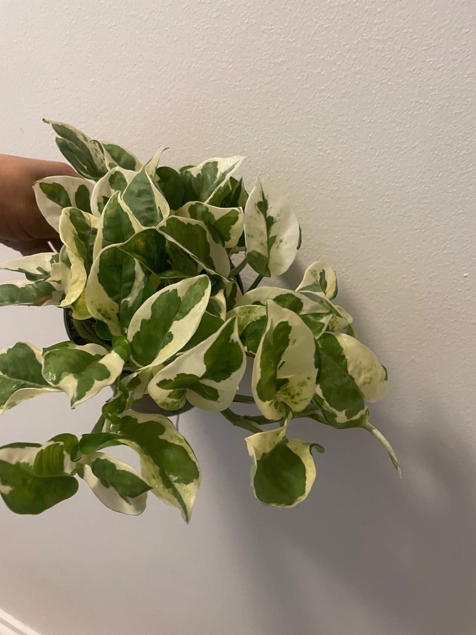 Pothos N'Joy