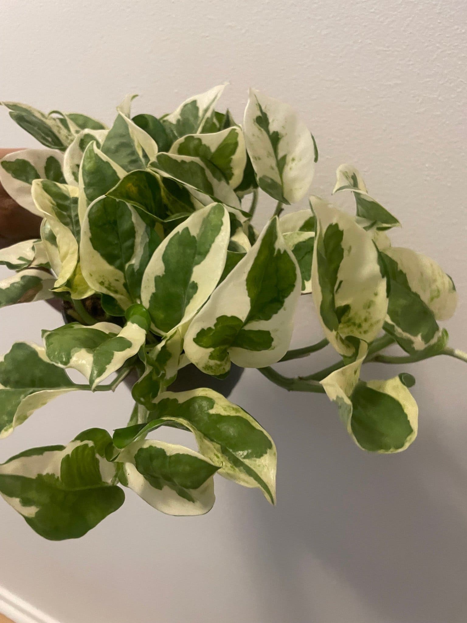 Pothos N'Joy