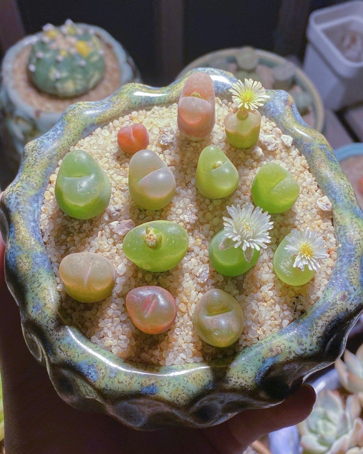 Conophytum maughanii 3st