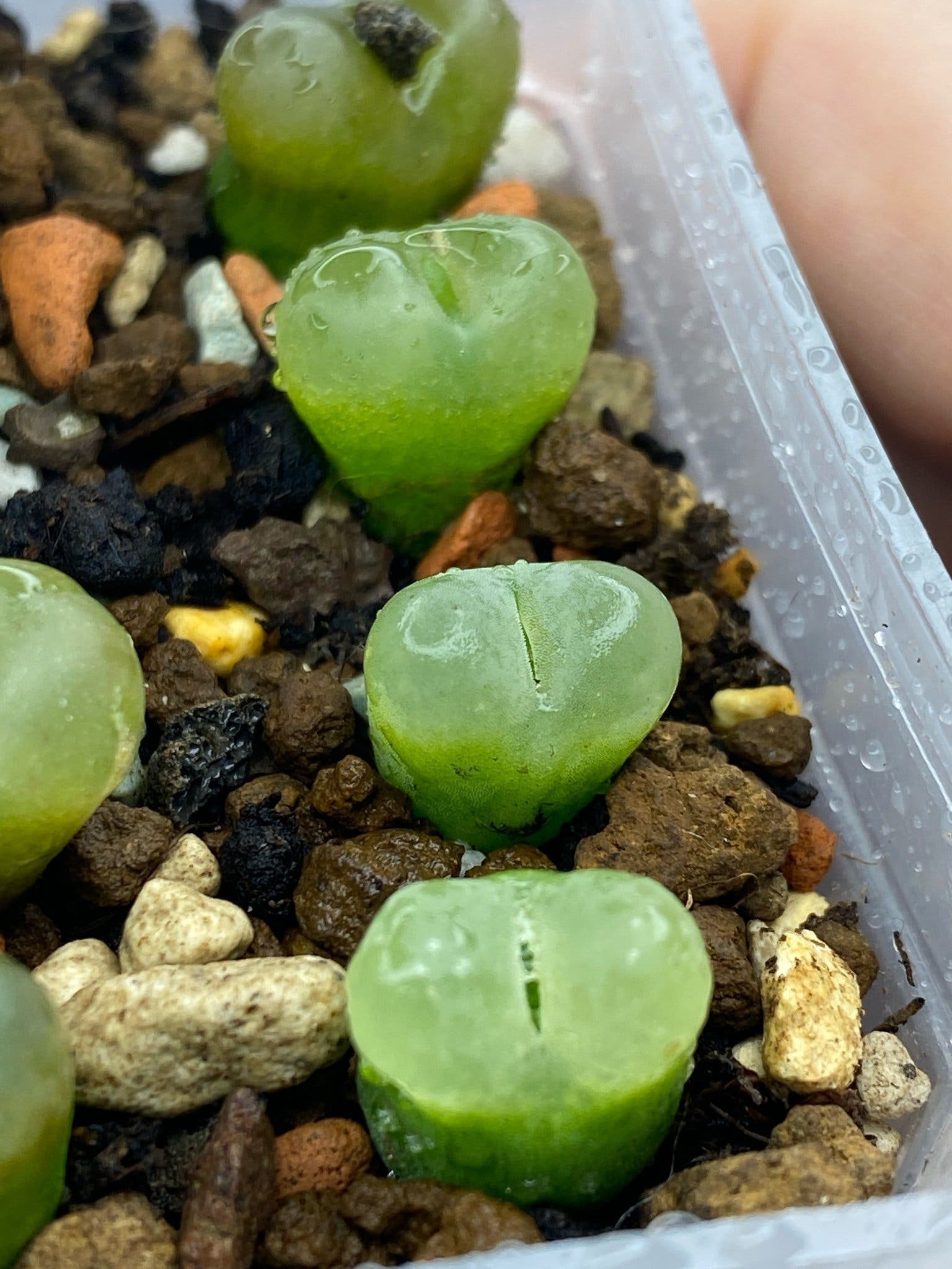 Conophytum maughanii 3st