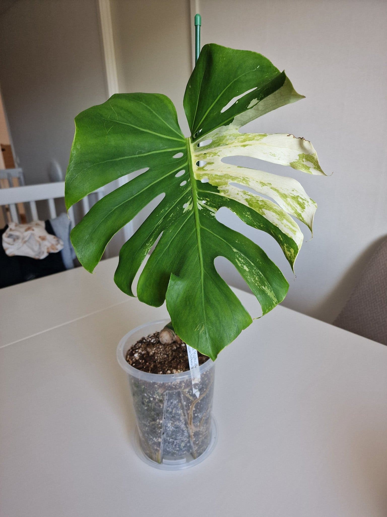 **RARITET** MONSTERA DELICIOSA MULTICOLOR/ CREAM SPLASH VARIEGATA
