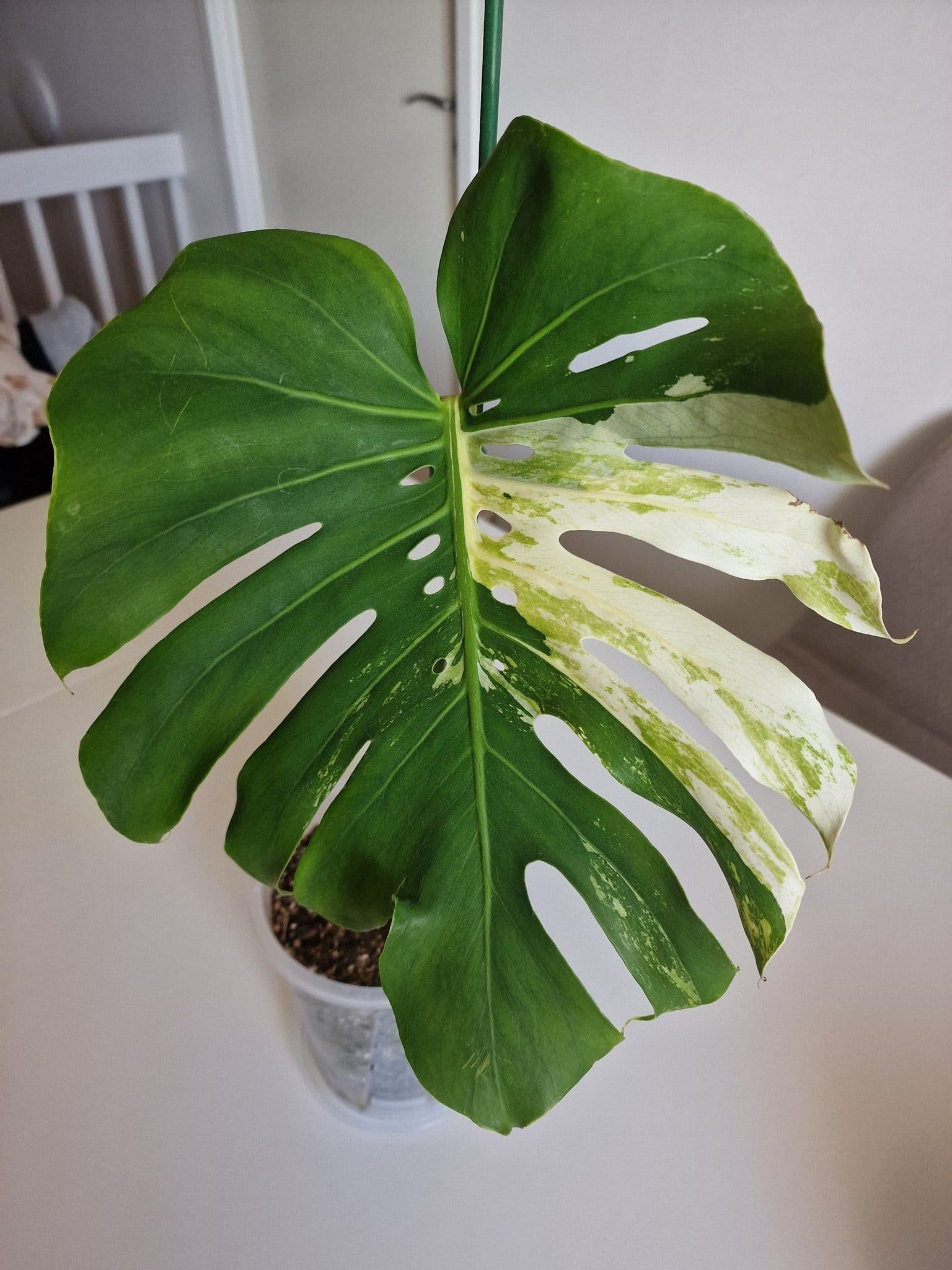 **RARITET** MONSTERA DELICIOSA MULTICOLOR/ CREAM SPLASH VARIEGATA